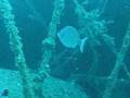 El Hawi Star wreck
