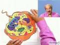 Plant and Animal Cell Overview: The Basics from Thinkwell Biology