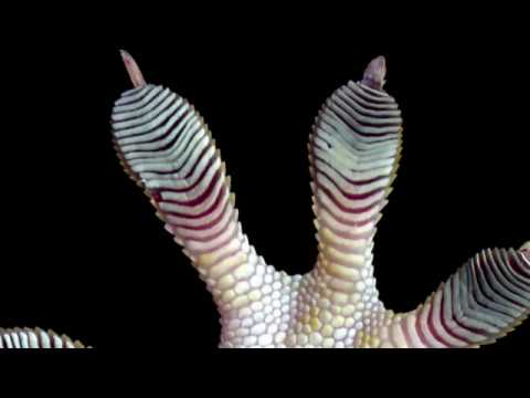 Bio inspired - For hundreds of years, scientists have been poaching design ideas from structures in nature. Now, biologists and engineers at UC Berkeley are working togethe...
