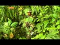 New evidence of torture in West Papua