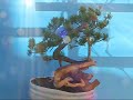 Pinus mugo bonsai