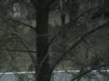 videos de bigfoot stalk dj
