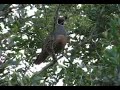 California Quail Couples - 4 & 5/08 California Quail Couples - 4 & 5/08