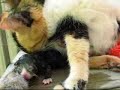 feral-cat-delivering-kitten-2-breech.html