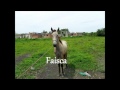 Rancho Dos Pé Duro.wmv
