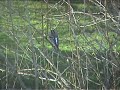 Brambling
