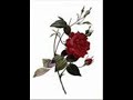 Alliot Swift - Roses song