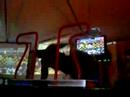 Big One 2008 - Freestyle Solo, 1� fase - Black