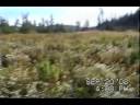 Newfoundland Moose Hunting (Up Close and Personal)