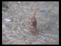 BOTHOM -MY DOG BOTHOM -MY DOG
