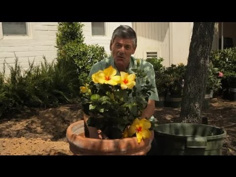 how to replant hibiscus