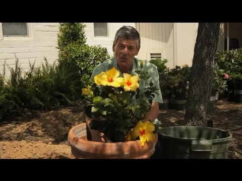 how to replant a potted hydrangea