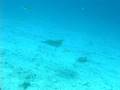 Eagle Ray.mov