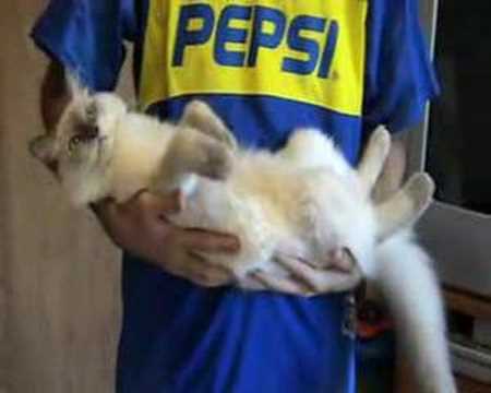 Ragdoll Videos 0 Ragdoll Videos