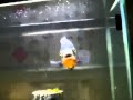 Death Metal Oscar grunting