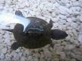 Recuperatig Cold-Stunned Terrapin Hatchlings