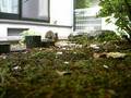 すずめの食事