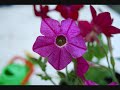 Nikon d60 picture Slideshow