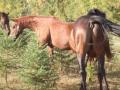 mon amour with a new mare
