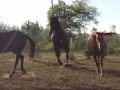 mon amour with a new mare