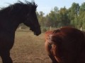 mon amour with a new mare