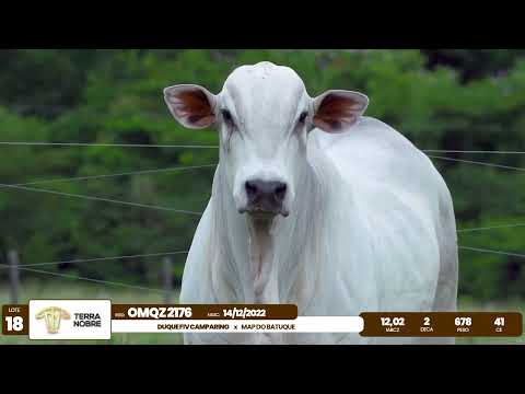 1� De Olho na Fazenda - Terra Nobre
