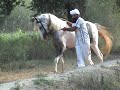 this colour of marwari horse is called sanjaf in Punjab this is the beautiful young horse i have ever seen