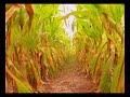 Mo horizons - dance naked under palm trees