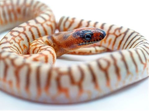 YouTube reptile video