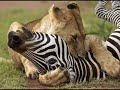 Les animaux de la savane