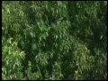 AIR　夏影　【癒し系動画付き】