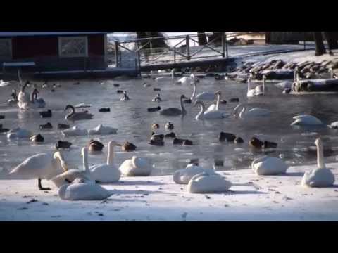 See video