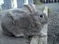 Introducing Peanut - neighbourhood bunny