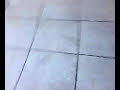 Zločesti pas