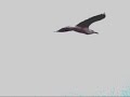MELANINE-Melanesia Part II (Heart of KNKY) MELANINE-Melanesia Part II (Heart of KNKY)