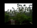 莫拉克颱風逼進我家門前檳榔樹Typhoon Morakot