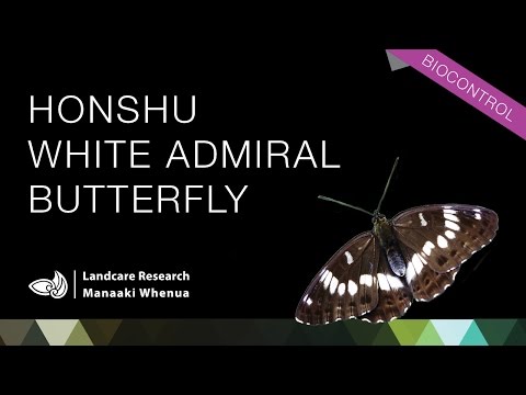 how to control japanese honeysuckle