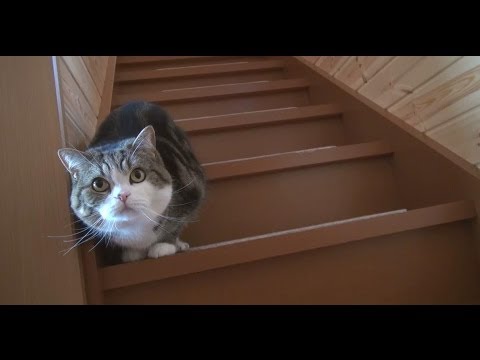 階段とねこ。-Stairs and Maru&Hana.-