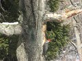 Piliated Woodpecker from Kitchen Window