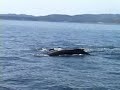 Friendly Humpbacks