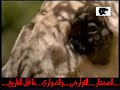 القوارض والضواري - ما قبل التاريخ ! - 1