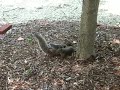 Funny Squirrels