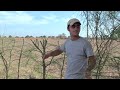 Pruning Parkinsonia for a Live Fence