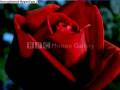 videos de Valentine's Day Linkin Park