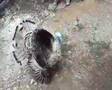 Weird-Alien-Creature