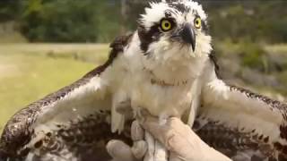 Recuperación y liberación de Aguila Pescadora de America del Norte