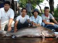 Big Fish Big Fish