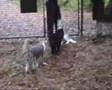 Barney and Visko #2 video