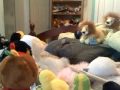 Webkinz Pack episode 4 (Kinzville Rockerz Tour)