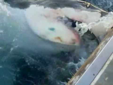Great White